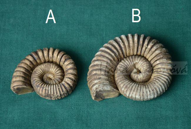 Trilobit 3 - velikost 4 a 5,5cm
